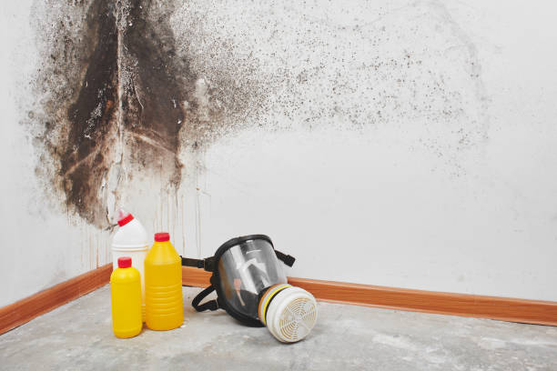 Best Mold Remediation  in Jersey City, NJ