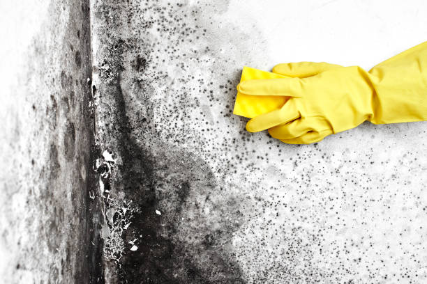 Best Best Mold Removal Companies  in Jersey City, NJ