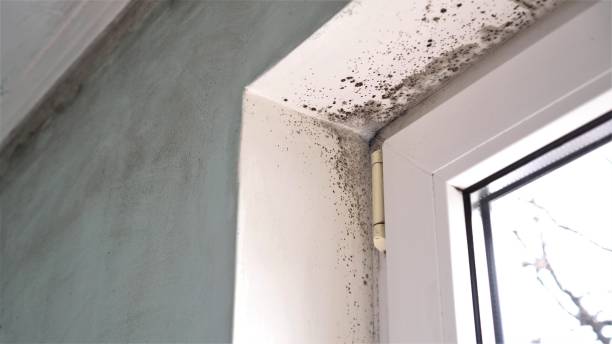 Best Same-Day Mold Removal  in Jersey City, NJ