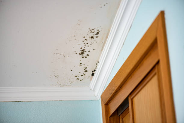 Best Office Mold Removal Services  in Jersey City, NJ