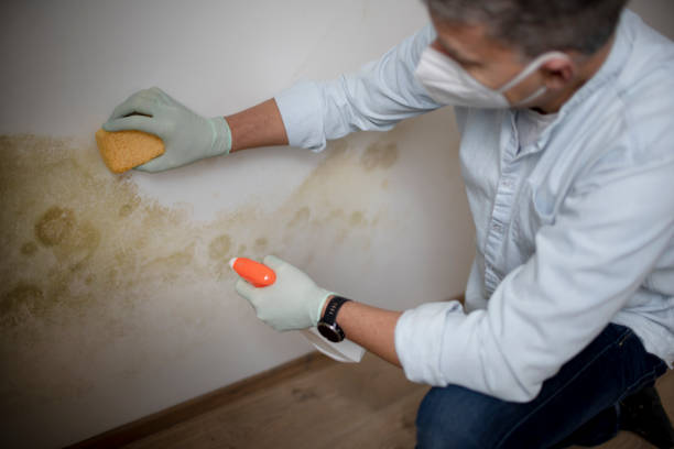 Best Mold Damage Repair  in Jersey City, NJ