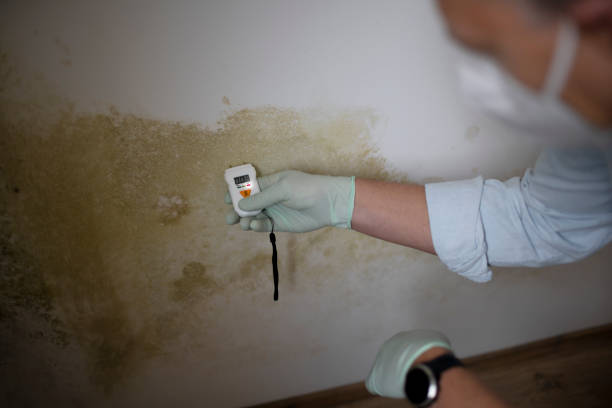 Best Certified Mold Removal  in Jersey City, NJ