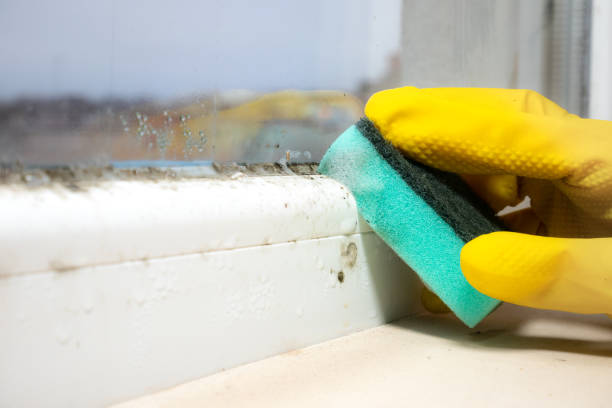 Best Attic Mold Removal  in Jersey City, NJ