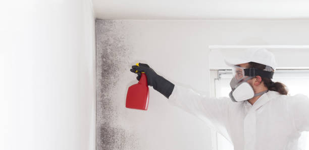 Best Black Mold Removal  in Jersey City, NJ