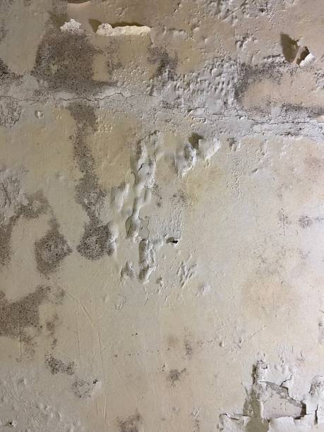 Best Home Mold Removal  in Jersey City, NJ