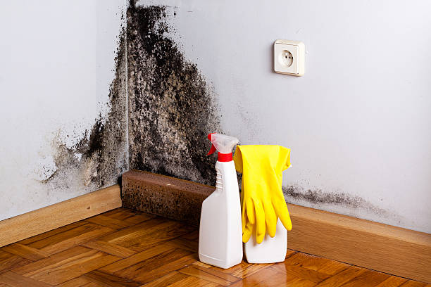 Best Mold Cleaning Services  in Jersey City, NJ