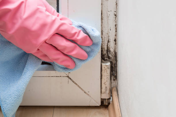 Best Fast Mold Removal  in Jersey City, NJ