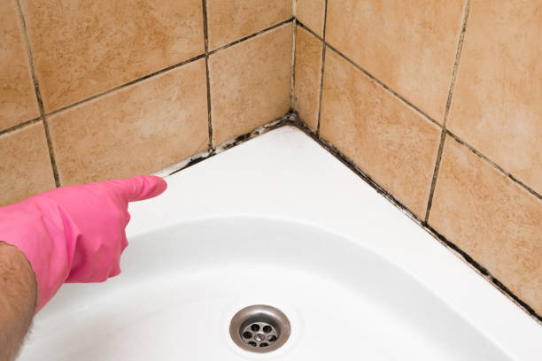 Best Residential Mold Removal  in Jersey City, NJ